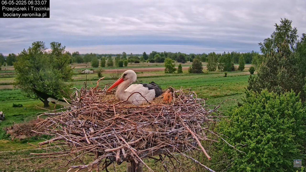 06052025bociany9