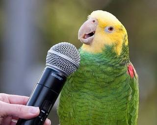 parrots-vocal-imitators-2.jpg