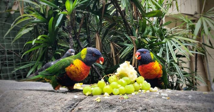 Do Parrots Eat Grape