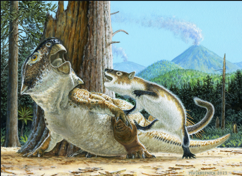 Psittacosaurus V.S Repenomamus Art by Michael Skrepnick- A recreation of the two animals fighting before they miraculously fossilized