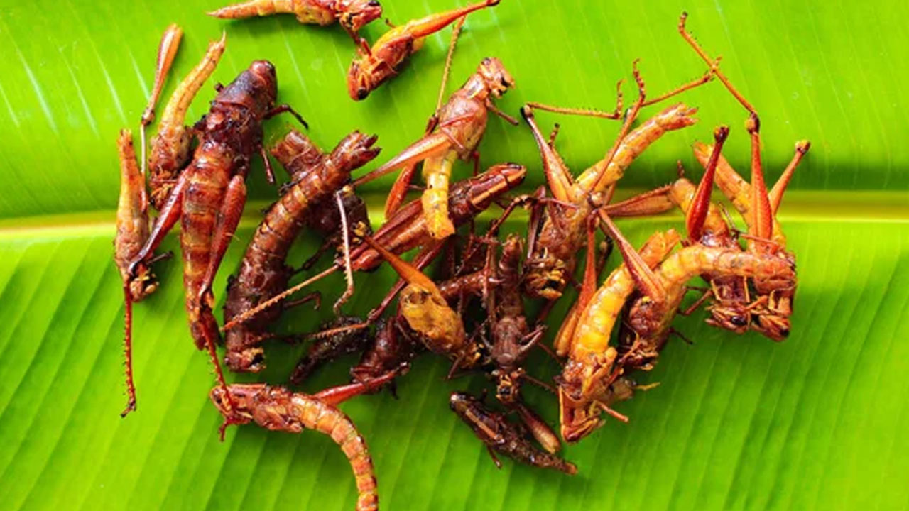 Jangkrik dan Belalang Goreng: Camilan Kaya Protein