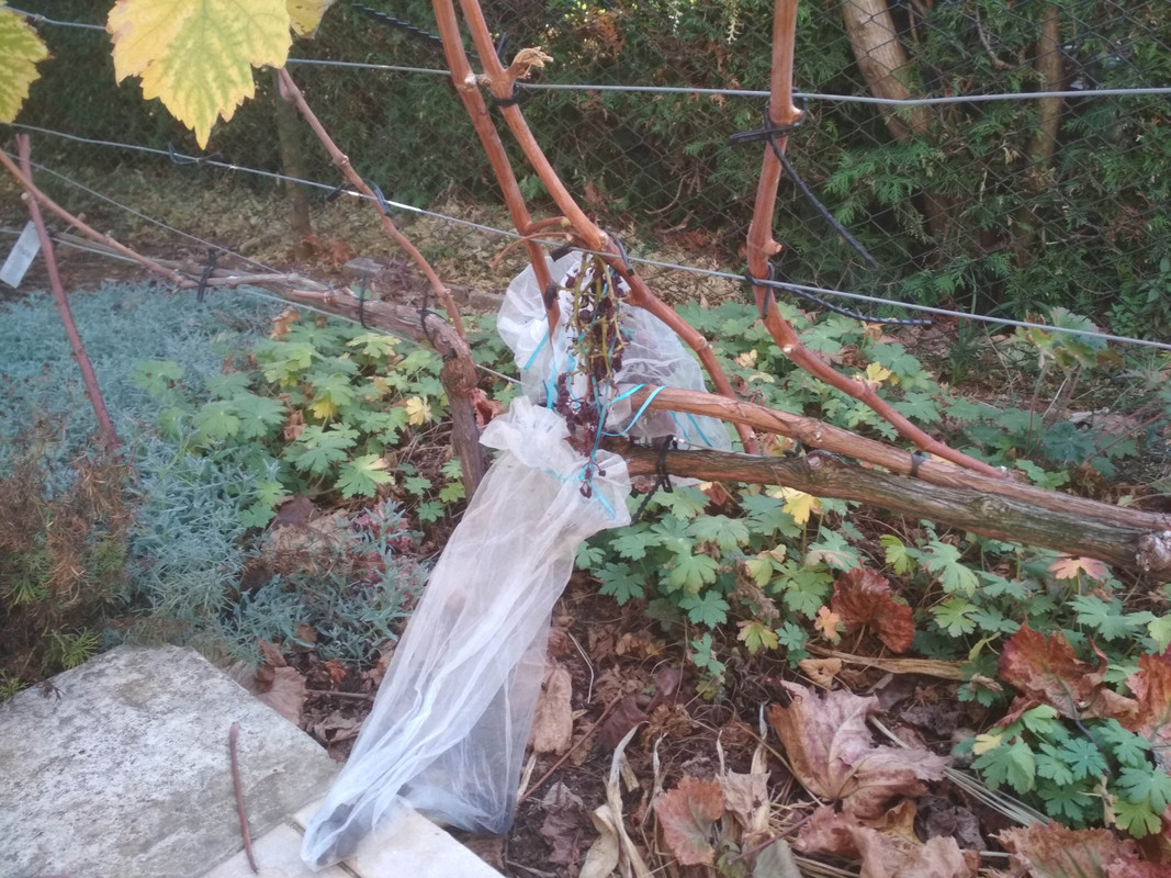 181013_Waschbären 3