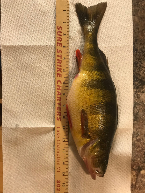 Perch
