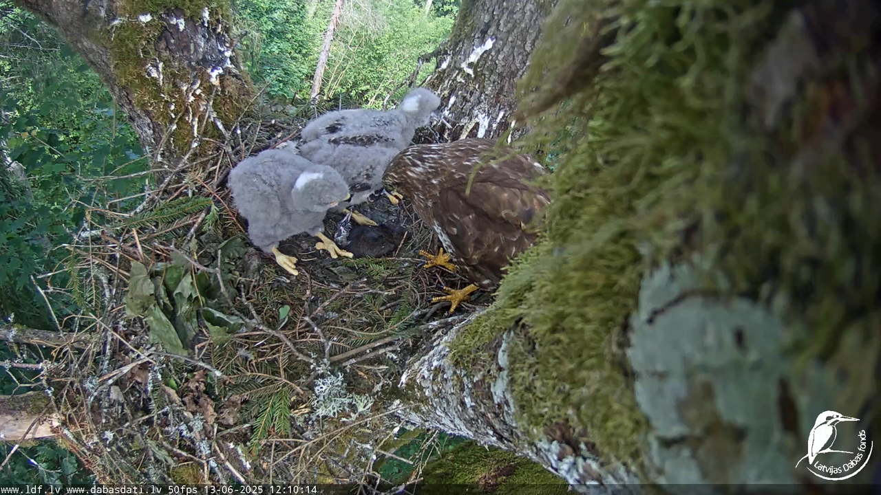 Melnās klijas (Milvus migrans) Kurzemē_ peļu klijāni (Buteo buteo) 8-3-17 screenshot