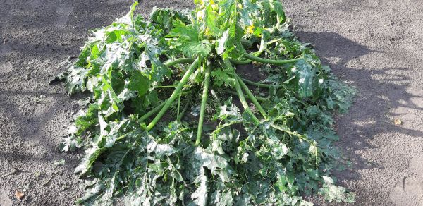 courgette-na-storm