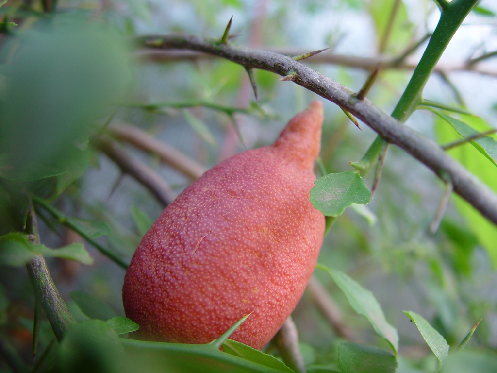 59C78EB4-716E-43AF-83DA-B4AB173D73BA_1_105_c