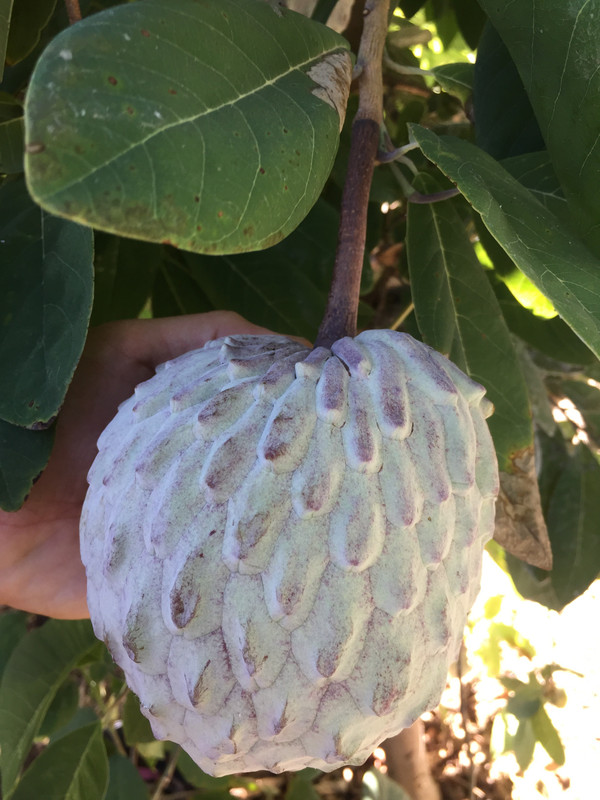 991AFFE9-4EFF-450D-9ADA-027063360BFA