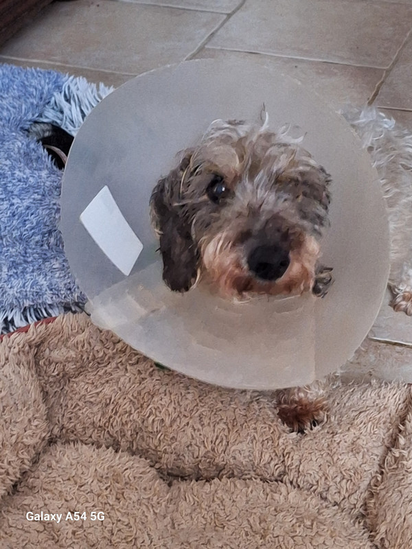 [Image: 20240705-203808.jpg]