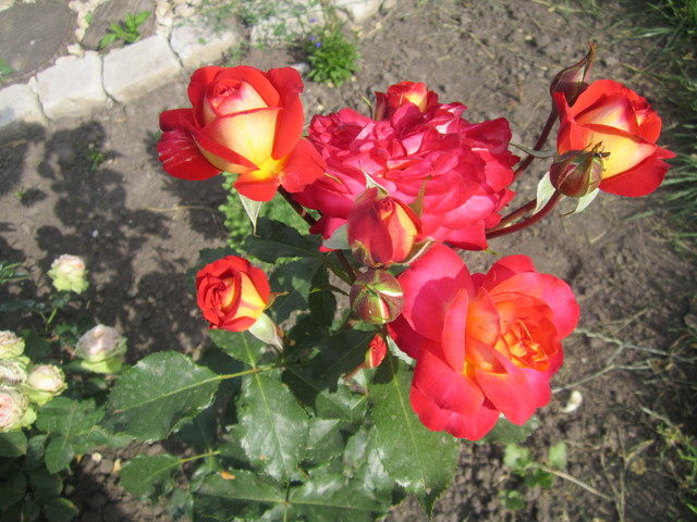 IMG_1219[1]