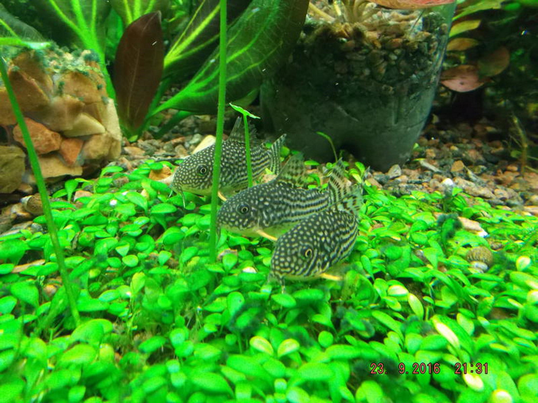 Глосса — копия