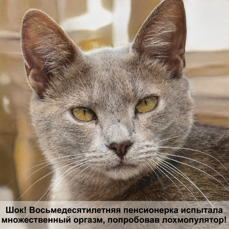 сиамские кошки серого окраса