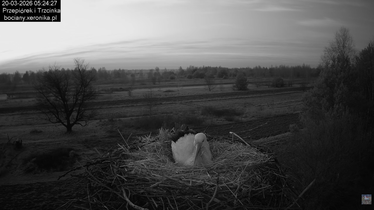 20032026bociany 5