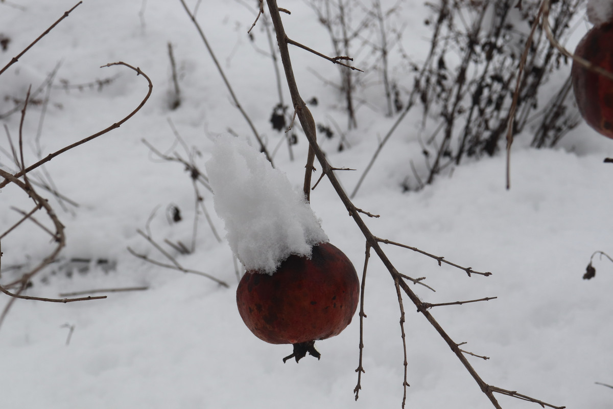 IMG-0467.jpg