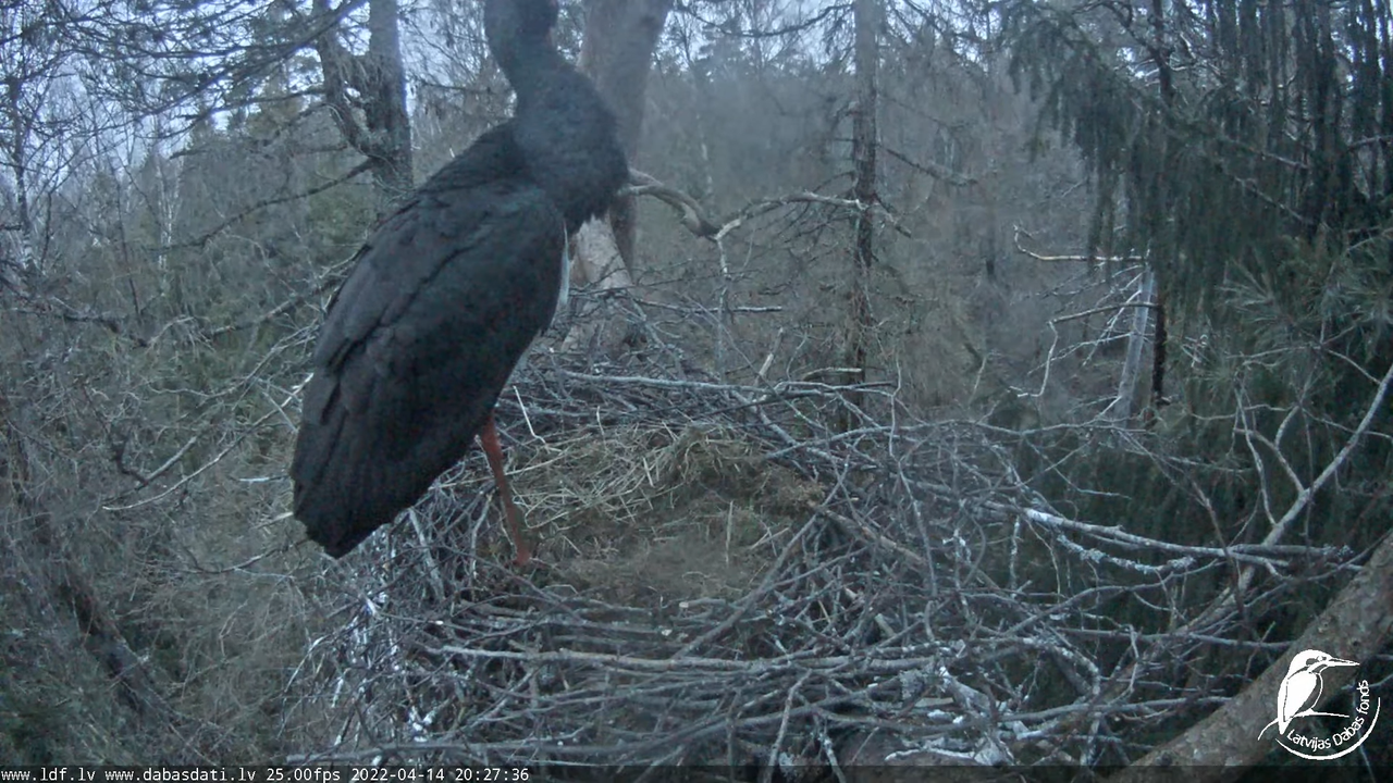 Melnais stārķis (Ciconia nigra) Siguldas novadā - LDF tiešraide 16-24-11 screenshot