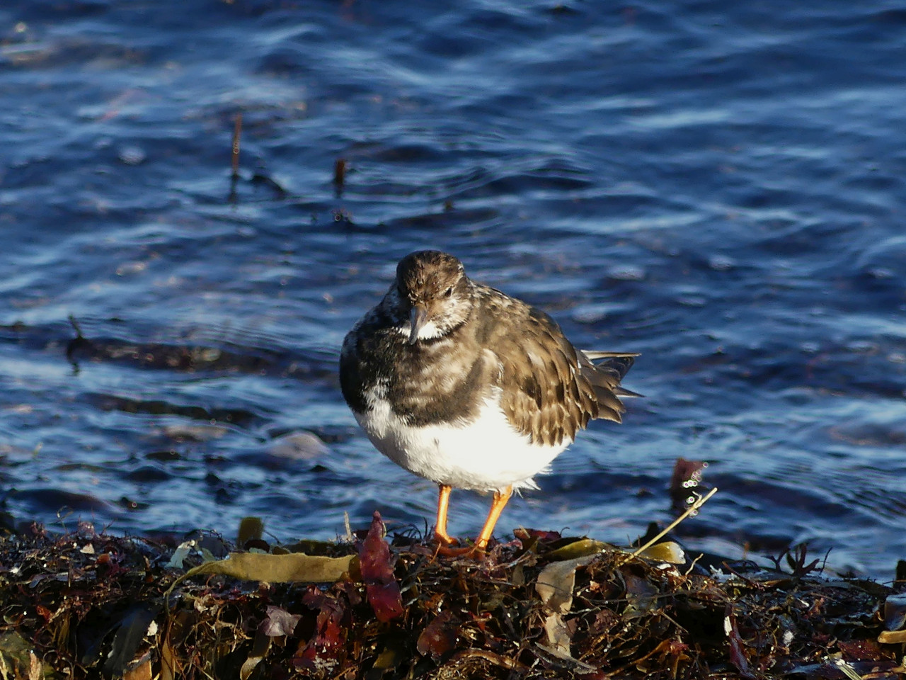TURNSTONE 2