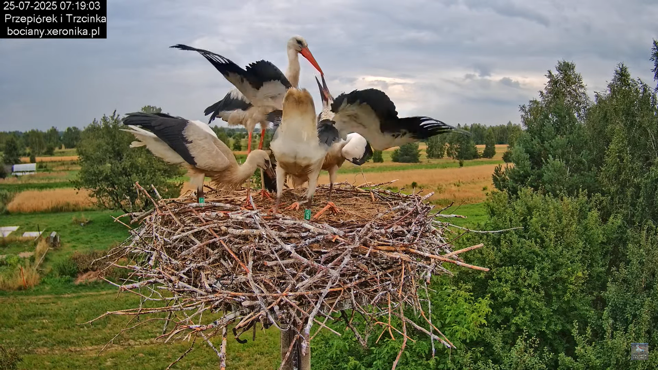 25072025bociany18