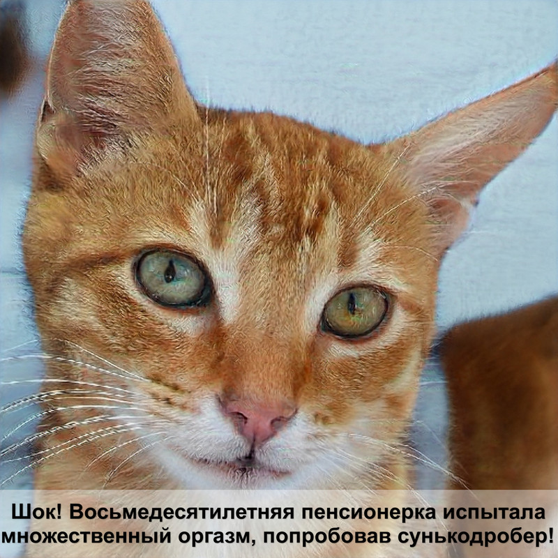 необычные коты