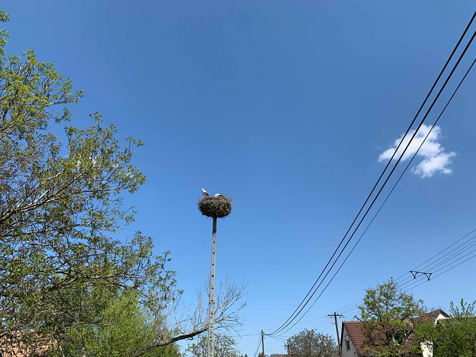 2019-04-21  Pákozdi gólyák  1