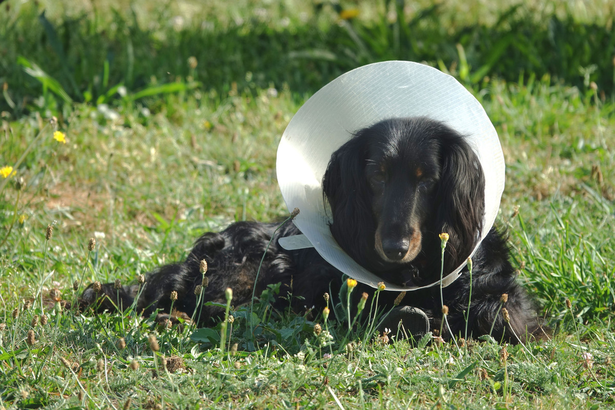 [Image: Lucile-3.jpg]