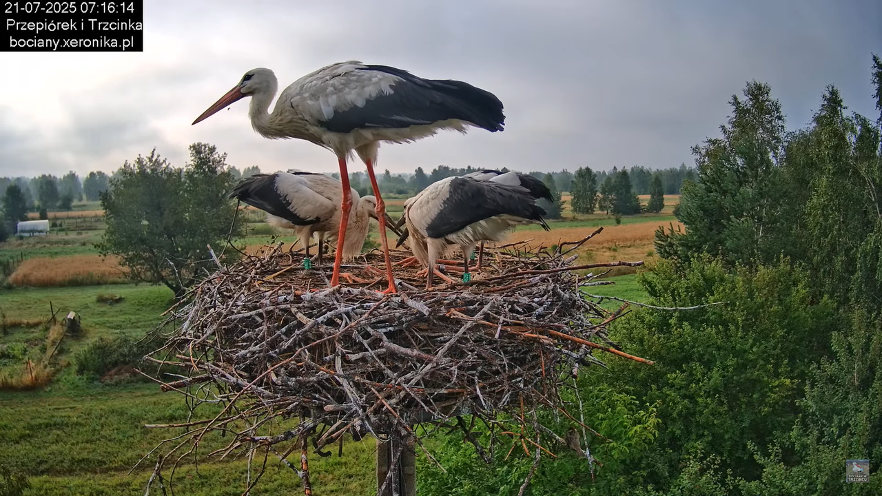 21072025bociany19