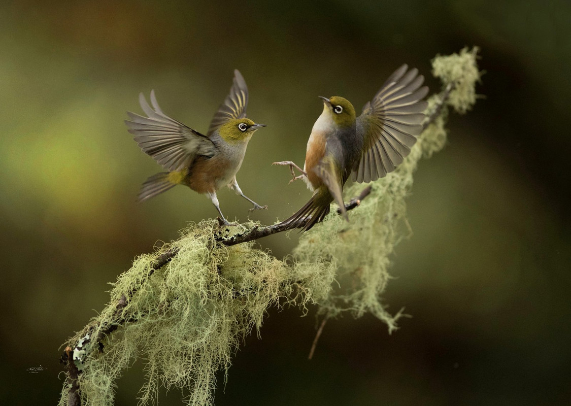 green-wildbirds-dis1.jpg
