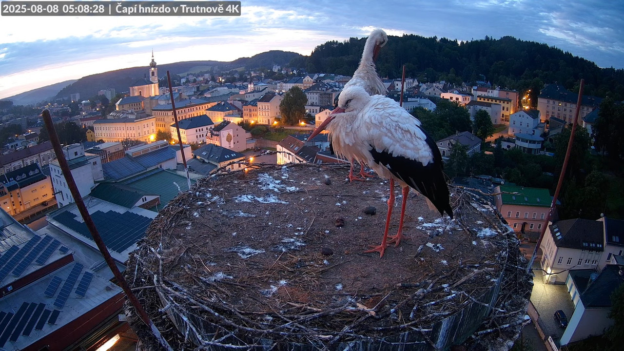Živě z čapího hnízda na pivovarském komíně v Trutnově 12-11-12 screenshot