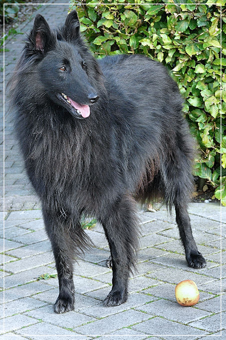 Afbeelding