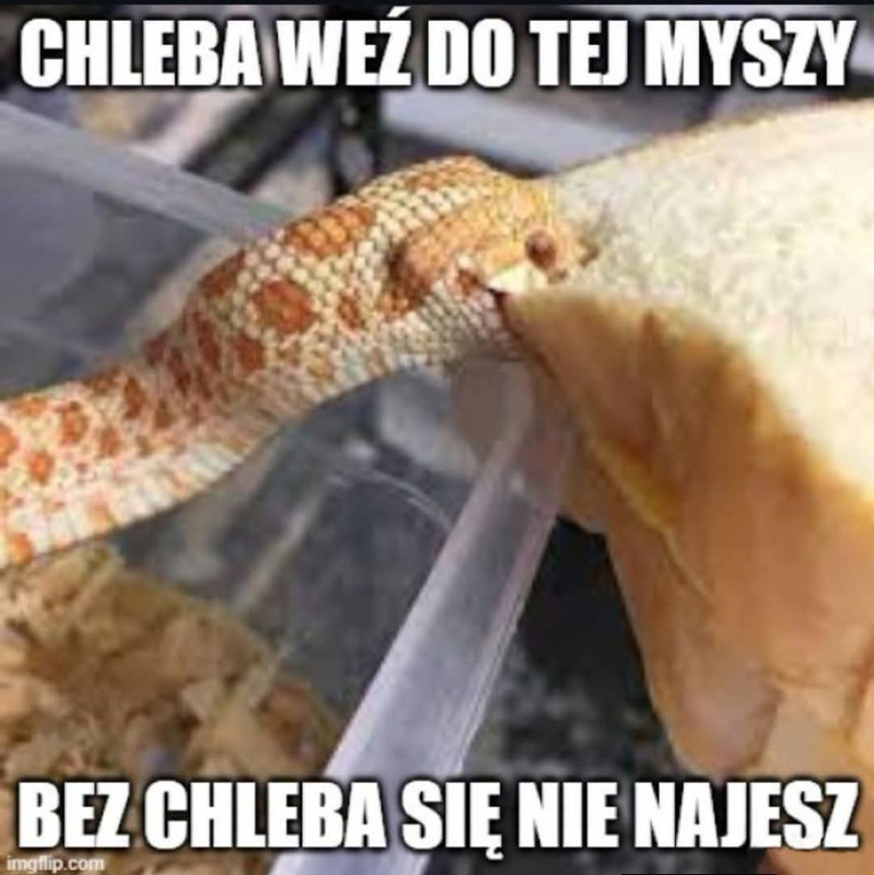 Obrazek