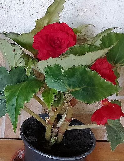 https://i.postimg.cc/d1FzFM3B/begonia-20240610-feco.jpg