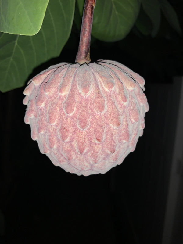 13682422-6-D11-463-E-BD5-F-77-B8281165-EF