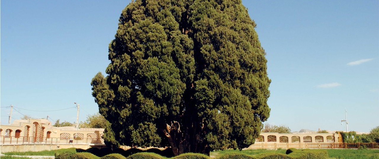 Albero Sarv e Abarqu dell Iran