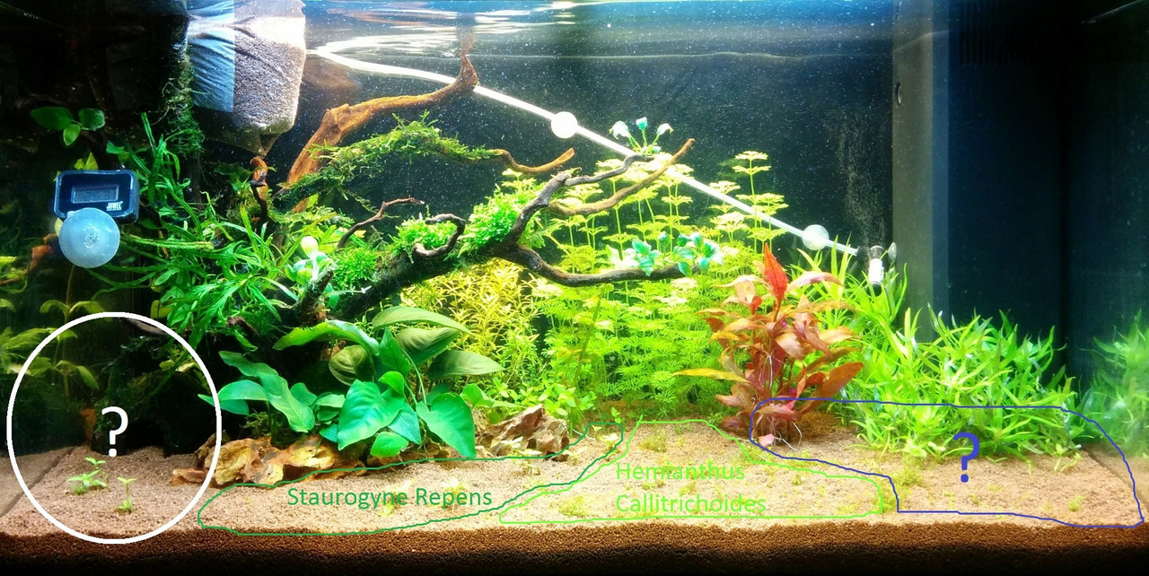 IMG_20170226_203031 (cespugli)