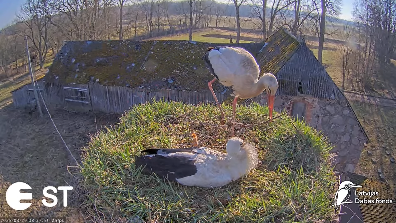 (20) Baltie stārķi (Ciconia ciconia) Tukuma novadā __ White storks in Tukums, Latvia - YouTube - 738