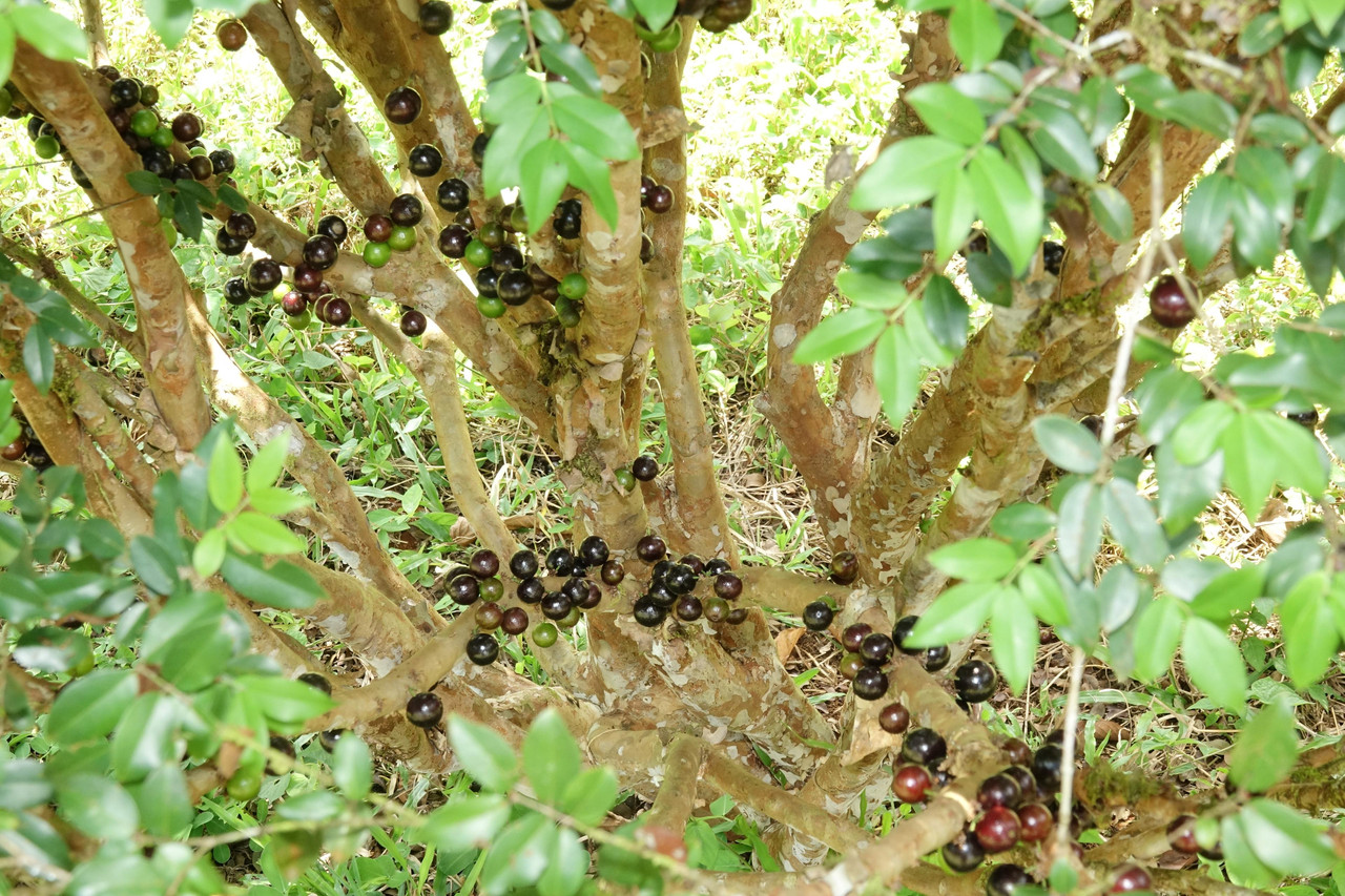 DSC06493 Jabuticaba