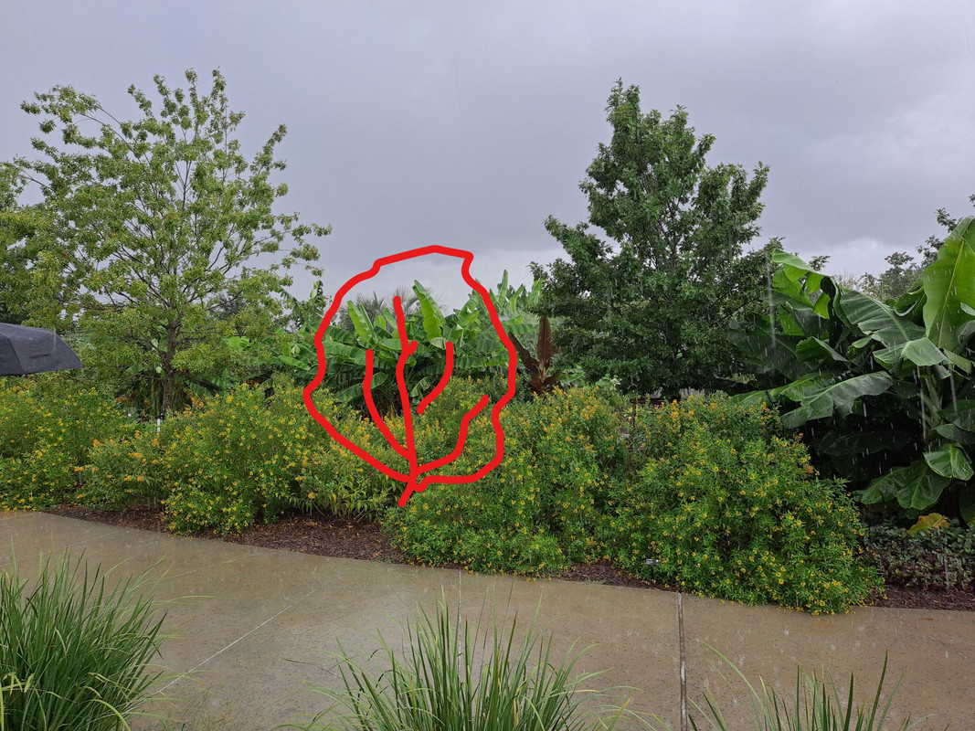 Space for Psidium longipetiolatum at HBG