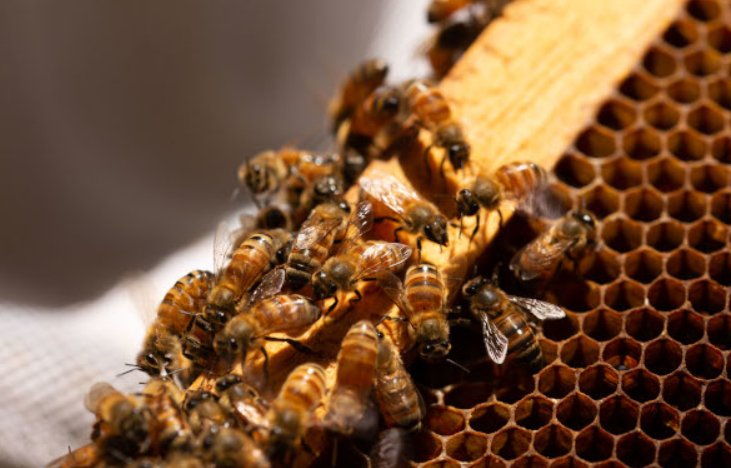 Oaxaca: 6° productor nacional de miel; la Mixteca exporta a seis países