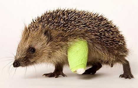 animal-animals-autsch-bandage-cast-cute-Favim.co