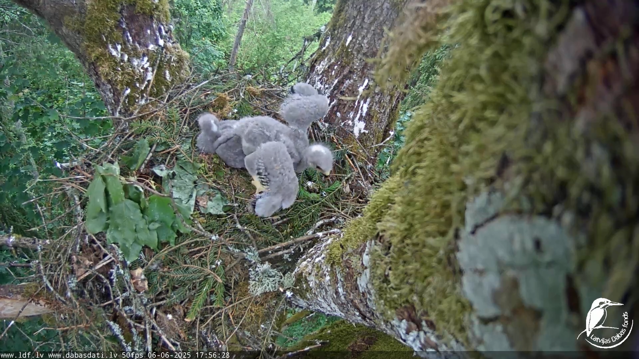 Melnās klijas (Milvus migrans) Kurzemē_ peļu klijāni (Buteo buteo) 17-24-48 screenshot
