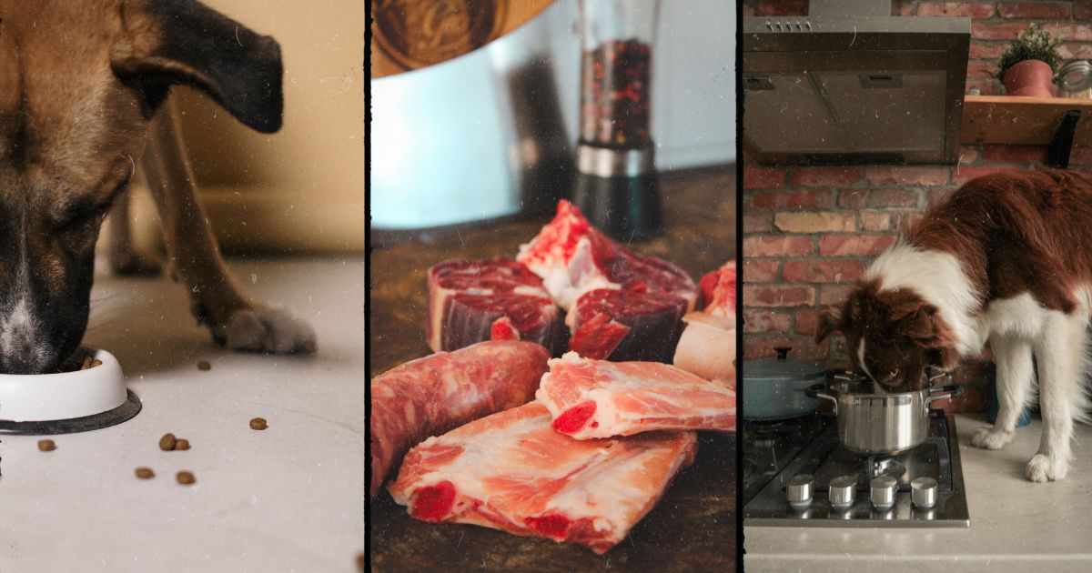 BARF, ration ménagère ou croquettes : quels effets sur la santé de votre chien ?