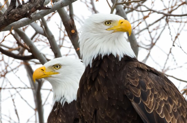 eagle.jpg