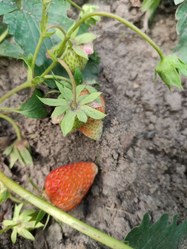 erdbeeren-rot2.jpg