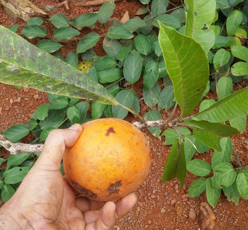 pouteria sp4_2