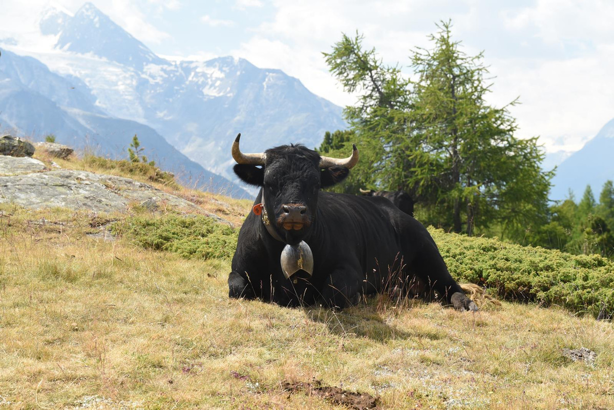 Huyendo del COVID a los Alpes (2020) - Blogs of Switzerland - De Grindelwald a Eischoll (Zona de Valais) (72)