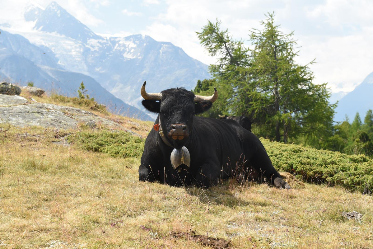 Huyendo del COVID a los Alpes (2020) - Blogs de Suiza - De Grindelwald a Eischoll (Zona de Valais) (72)