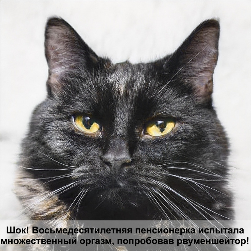 самая красивая белая кошка