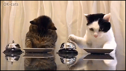 Amazing-Cat-GIF-Hungry-cats-Waiter-please-When-your-cats-know-how-to-ring-the-bell-to-order-their.gif
