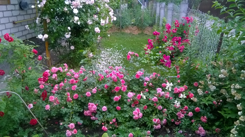 WP_20150621_10_45_49_Pro