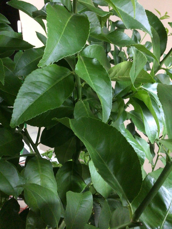 IMG-0654