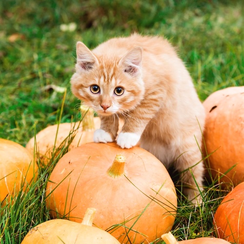 Cat playing with pumpkins album cover