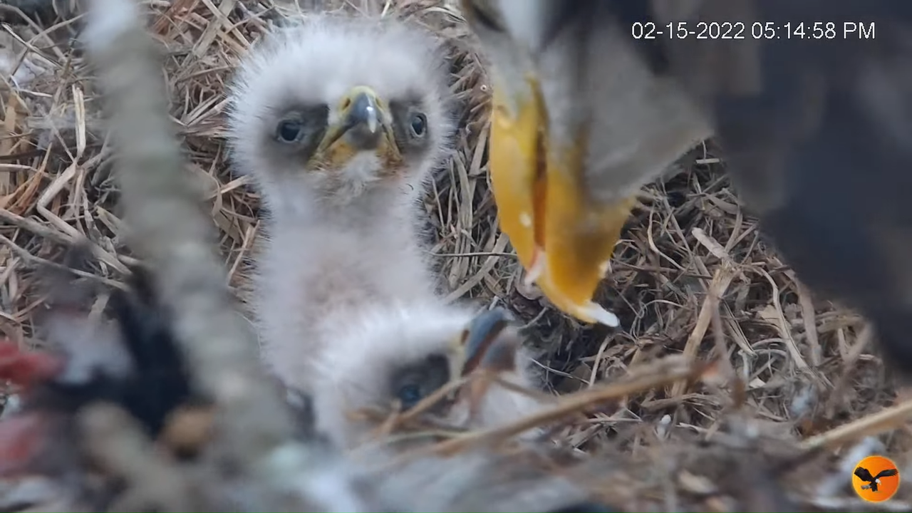 EC Nest Cam 12-56-31 screenshot (1)